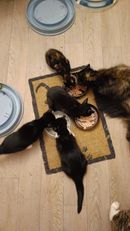 Orion, Orfeus, Jasmínka, Emilek, Amy.jpg